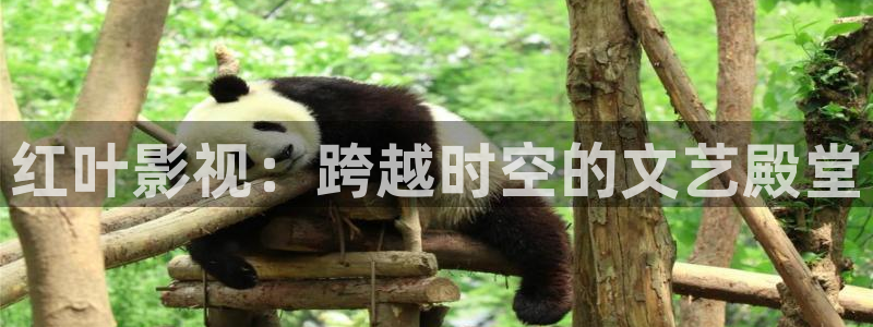 飞马影院免费下载：红叶影视：跨越时空的文艺殿堂